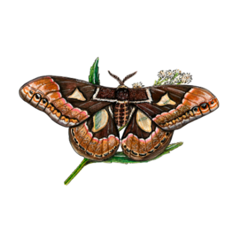 cactusauria